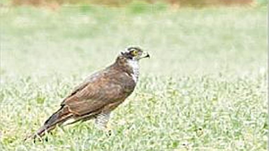 Exemplar adult de l&#039;espècie protegida de falcó del Montseny.