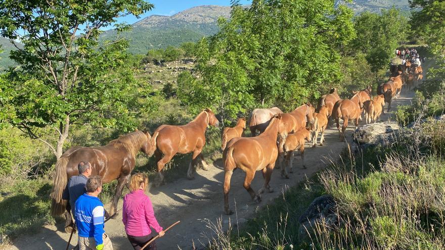 Acompanyen el bestiar de Llívia en el camí de la transhumància fins als prats de les Bulloses