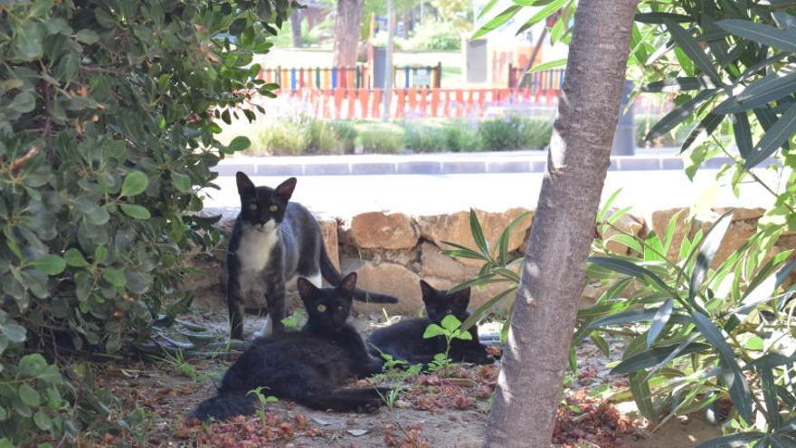 Gatos en Aguas de Murcia, fotografiados esta semana.