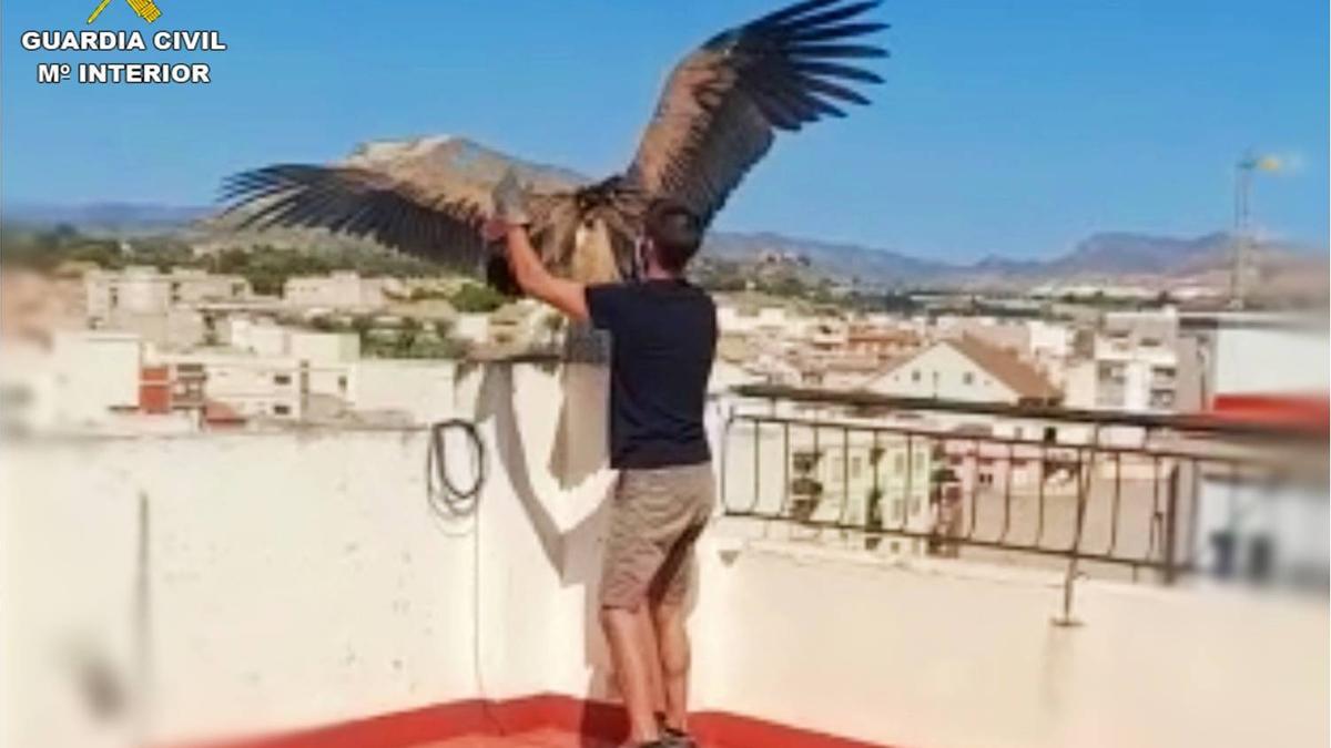 El momento de la captura del buitre leonado en Novelda.