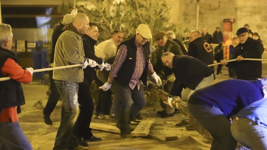 Sant Antoni arranca en Sagunt con la Plantà del Pi