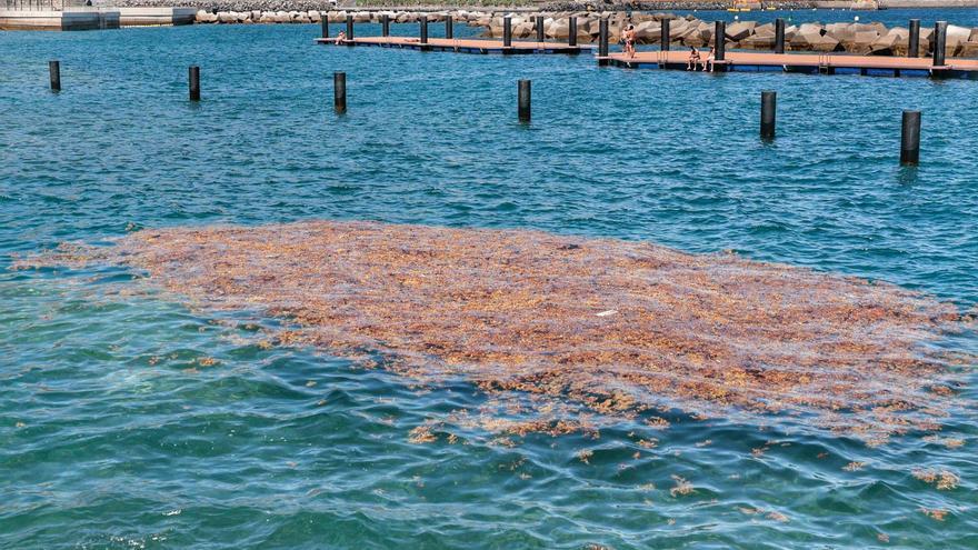 Regresan las algas al litoral de Valleseco