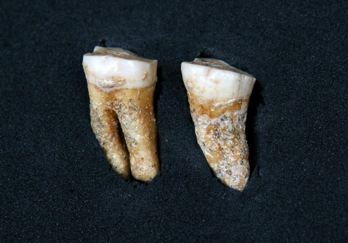MD75. MADRID, 11/09/07.- Dos molares neandertales con más de 63.400 años de antig¸edad es el hallazgo más preciado de los conseguidos en los yacimientos arqueológicos de Pinilla del Valle durante la campaña de este verano, lo que supone la localización de los primeros fósiles humanos en Madrid en los últimos 25 años. Los dos molares, que pertenecen "al segundo y tercer molar del lado izquierdo de la boca y son de un hombre de entre 30 y 35 años que usaba palillos, por los surcos localizados en los dientes", según explicó el codirector de las excavaciones, Juan Luis Arsuaga. EFE. Arqueología, paleontología. Fósiles humanos, molares