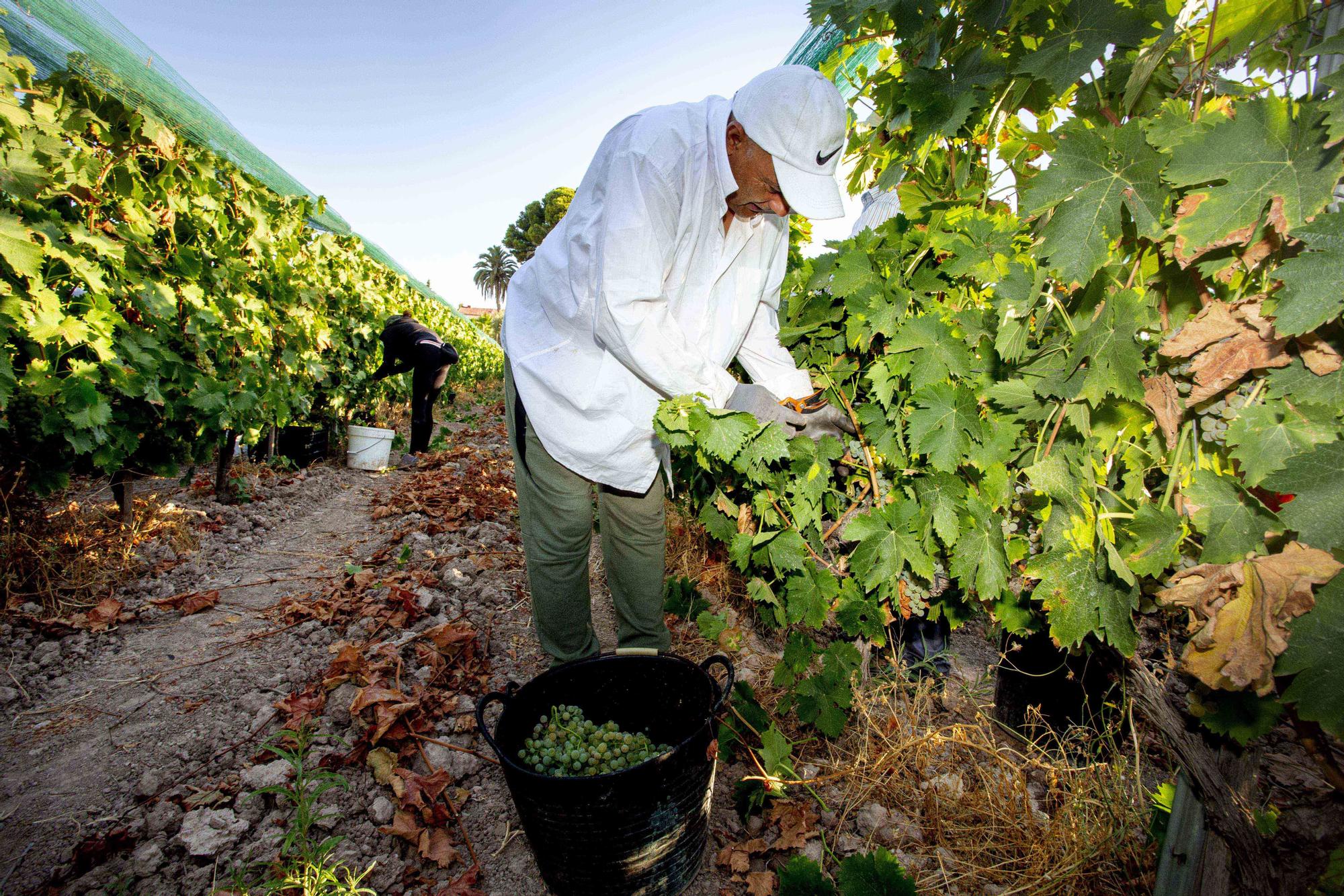 La campaña más precoz del vino alicantino dejará 1,4 millones de litros menos de producción