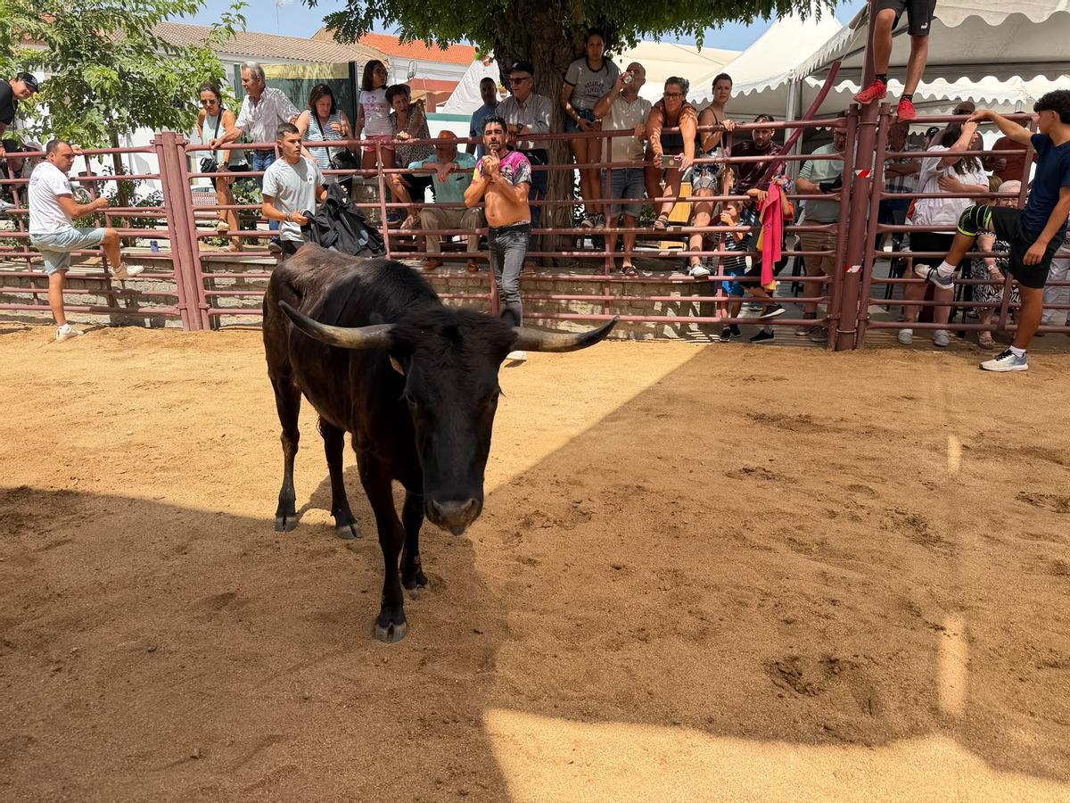 Comienzan los encierros de vacas bravas en la localidad de Alcaracejos: intensidad y emoción en las calles