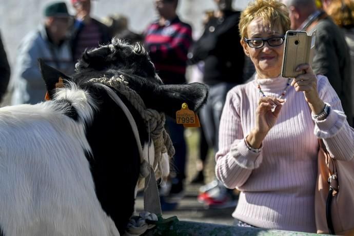 08-12-19 GRAN CANARIA. JINAMAR. JINAMAR. TELDE. Fiesta de la Inmaculade Concepcion y de la Caña Dulce de Jinamar, feria de ganado, procesión.. Fotos: Juan Castro.  | 08/12/2019 | Fotógrafo: Juan Carlos Castro