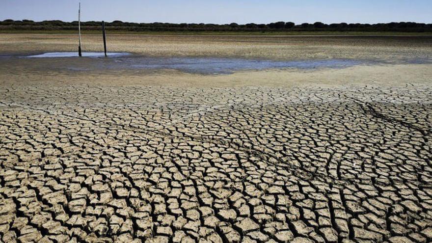 Los tentáculos de la sequía: más de 1.000 millones en pérdidas, carne a precio de oro y frutas que serán un lujo