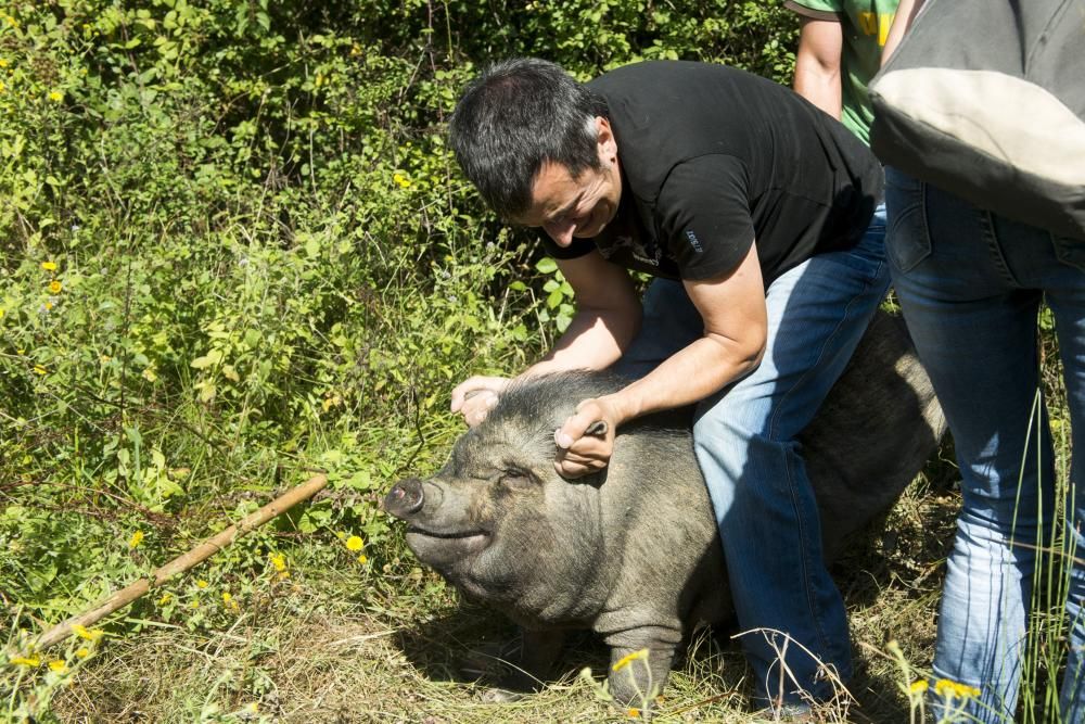 Una ONG recoge animales en La Malata