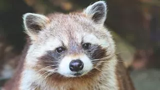 Tener una especie invasora en casa puede traerte consecuencias legales y económicas graves, según esta Ley
