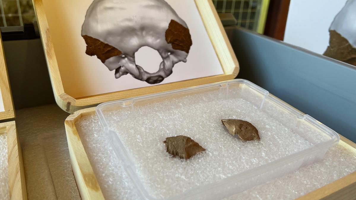Els dos fragments de crani descoberts al jaciment de Moià