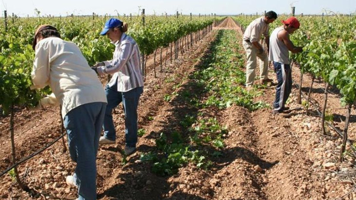 Diversos agricultors treballant en una fotografia d'arxiu.