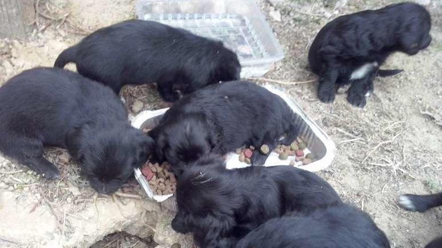 Dos de los animales al poco de ser localizados tras su abandono. // J.V.