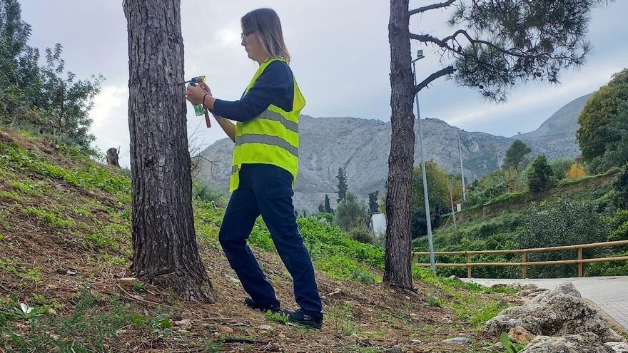 Pego «vacuna» a los pinos contra la plaga de la procesionaria