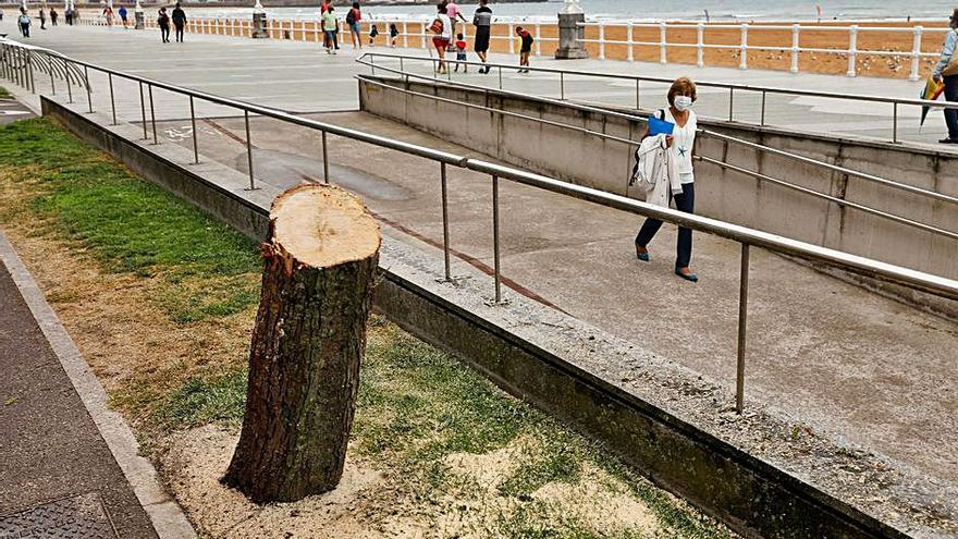 Uno de los tamarindos talados hace justo un año. | J. P.