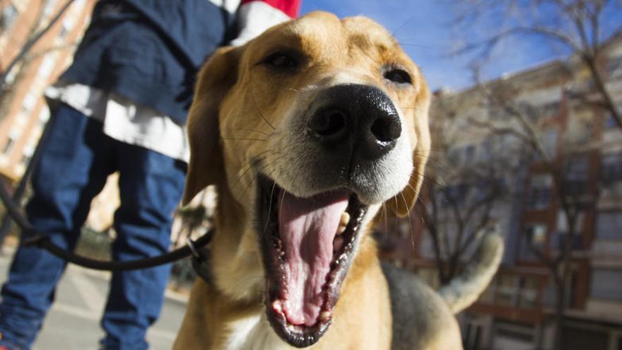 Cachorro en Castelló.