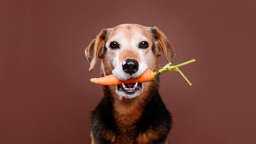Manuel Manzano, veterinario, desvela los mejores alimentos para perros y destaca uno: “Es un superalimento”