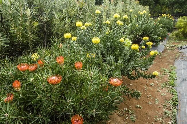 Plantación de proteas