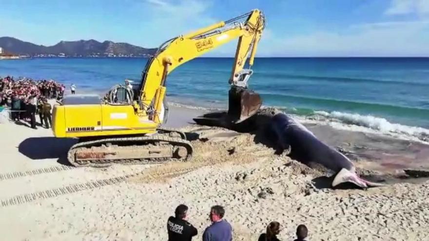 Una ballena de 15 metros muere en la playa de Cala Millor