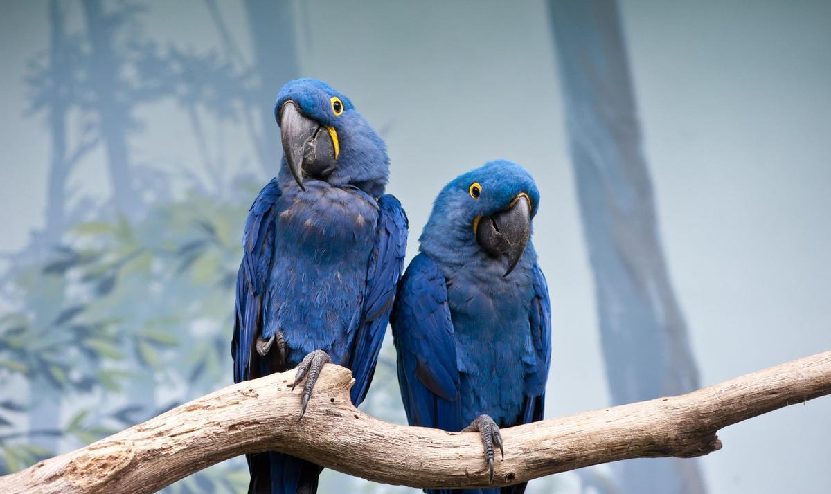 Los loros son una superfamilia de aves con numerosísimas especies