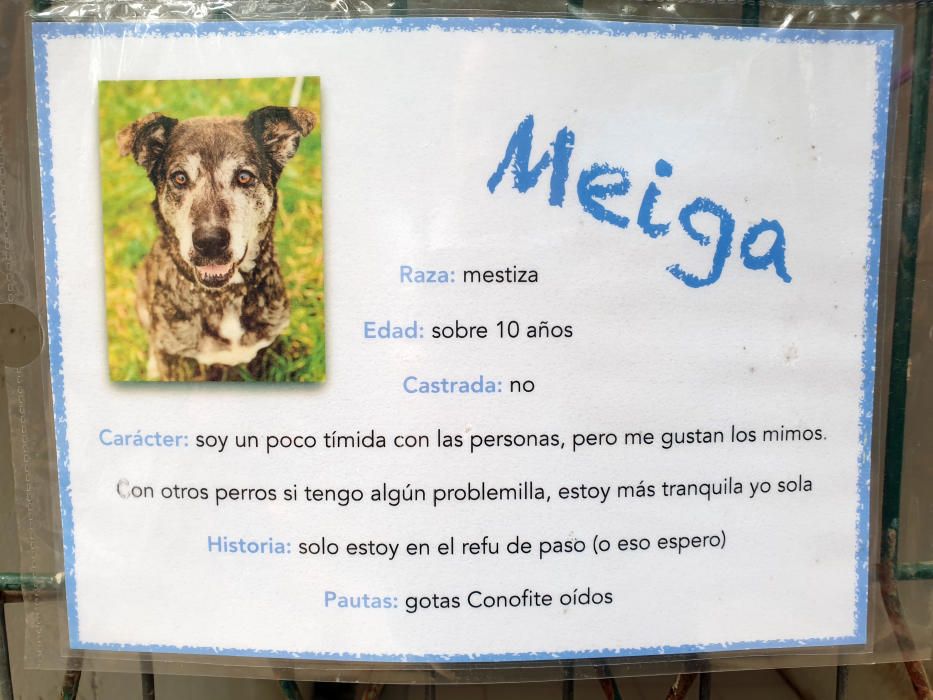 Los perros, en busca de un hogar