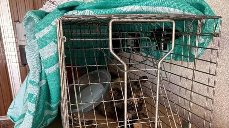 Un refugio de animales de Cullera paraliza su actividad ante la llegada masiva de animales y las elevadas deudas