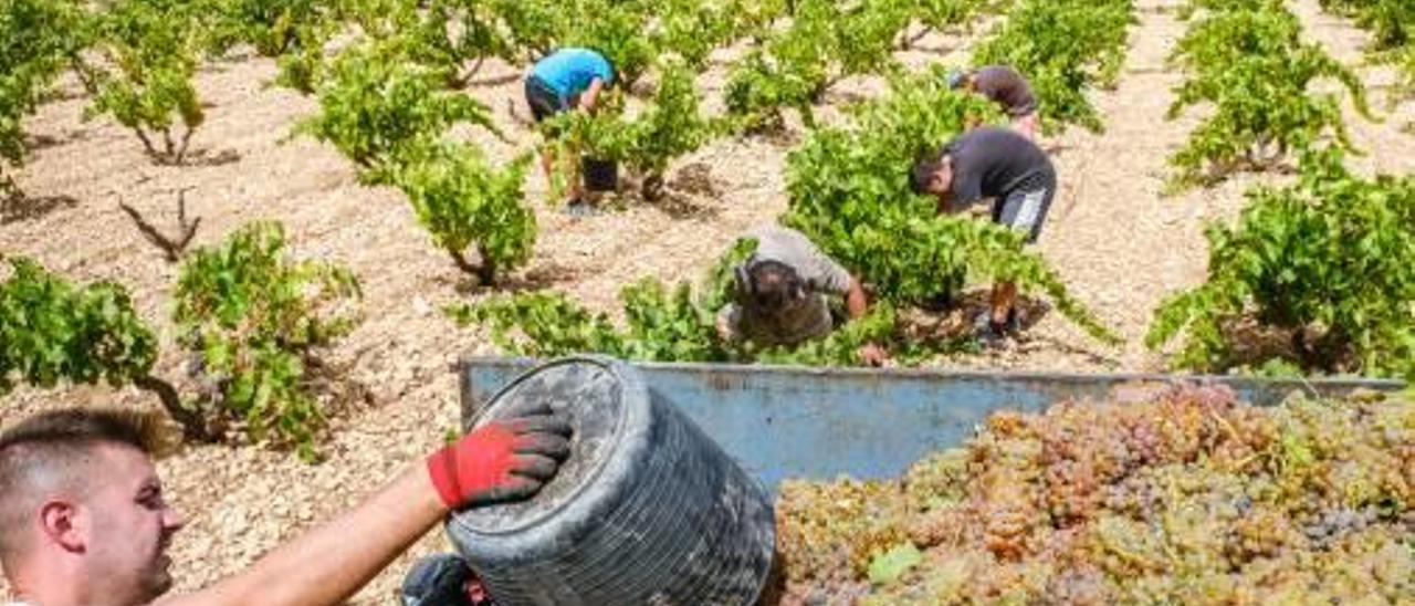 Vendimia en la comarca del Vinalopó.