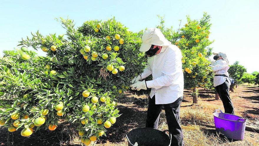 Andalucía gana terreno citrícola y amenaza al sector de Castellón