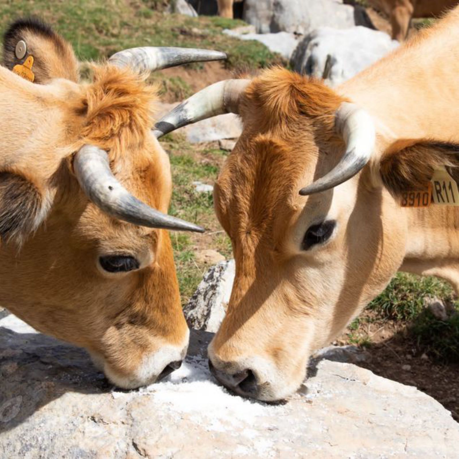 Dos vacas, comiendo sal facilitada por la ganadería. | Casa Ramón