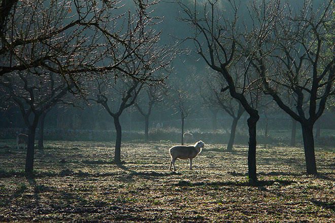 Ein virtueller Spaziergang durch Mallorcas Wälder