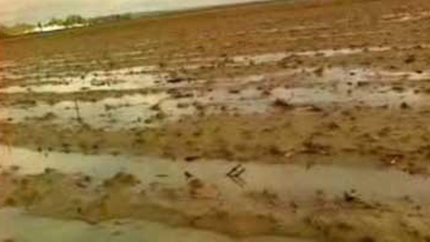 El agua anega campos y cultivos en Extremadura