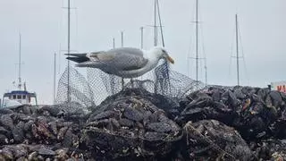 La producción de mejillón se desploma en Galicia