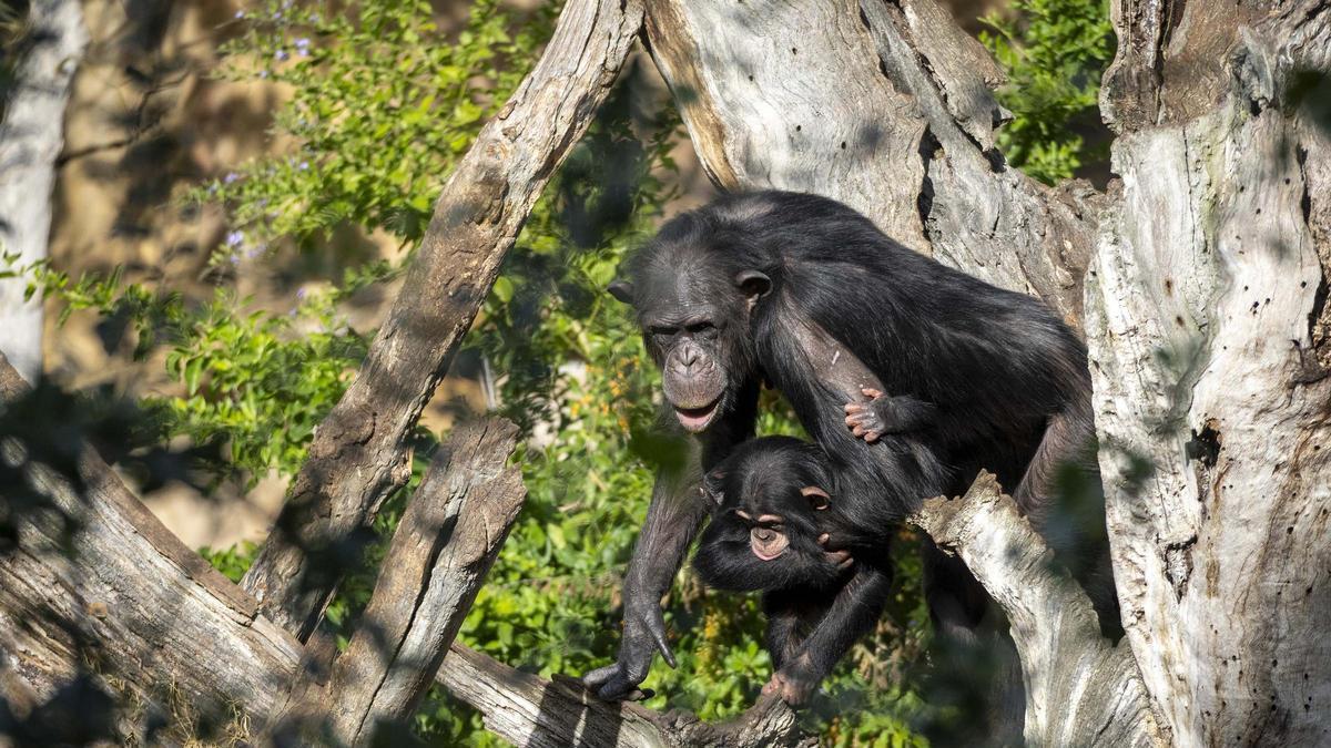 Bioparc Valencia celebra 18 años como referente internacional del ocio comprometido con la conservación