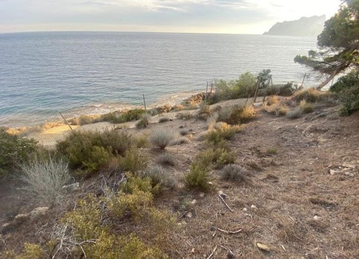 Protección de la helianthemum caput-felis.