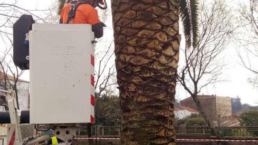 Los operarios aplicando el tratamiento a una palmera. // FdV