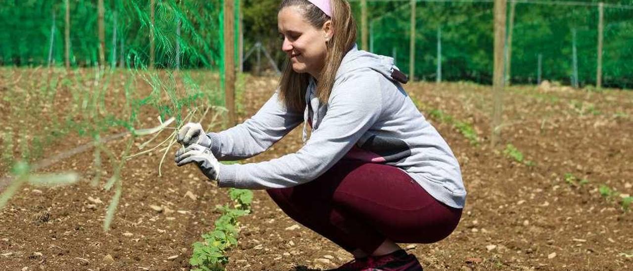 Isabel Rubio trabaja en la finca de faba asturiana en San Cosme.