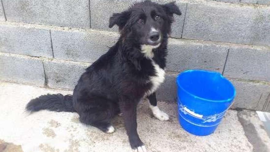 El perro abandonado en la noche del martes.  // Faro