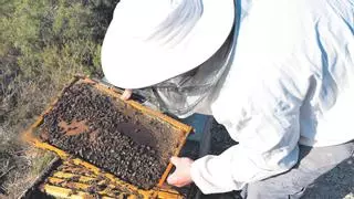 Zukán celebra la importancia de las abejas en el equilibrio natural de los ecosistemas