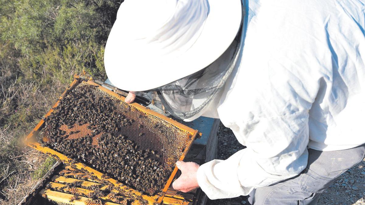 Zukán garantiza la salud, resistencia y productividad de las abejas en todas las estaciones y regiones geográficas