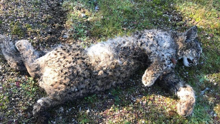 Adenex denuncia la muerte de un cachorro de lince ibérico en el entorno del Ortiga
