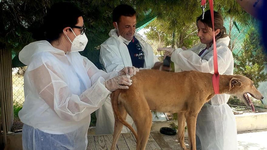 Rescatan 37 animales moribundos en una casa de campo de Molina de Segura