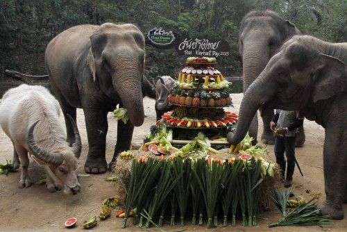 Un búfalo se une a la comida organizada para elefantes en el día nacional del elefante en Tailandia