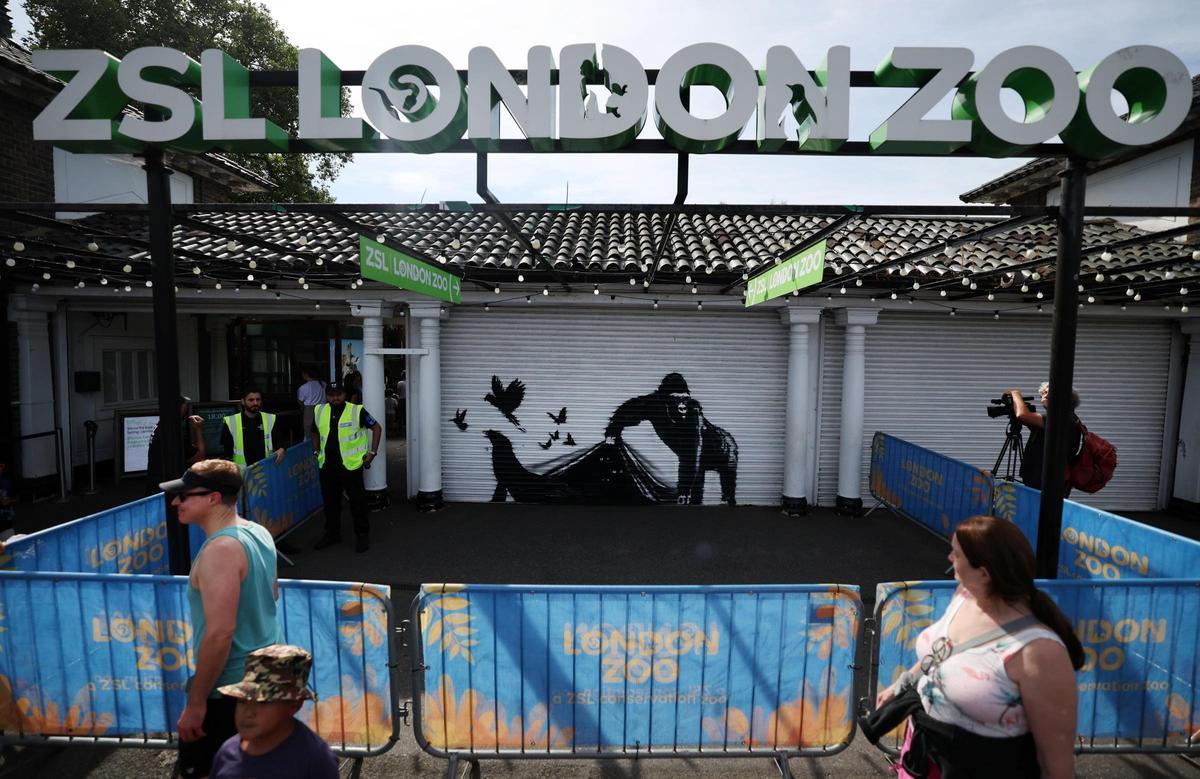 Banksy dibuja un gorila ante el zoo de Londres, su novena obra de la serie animales.