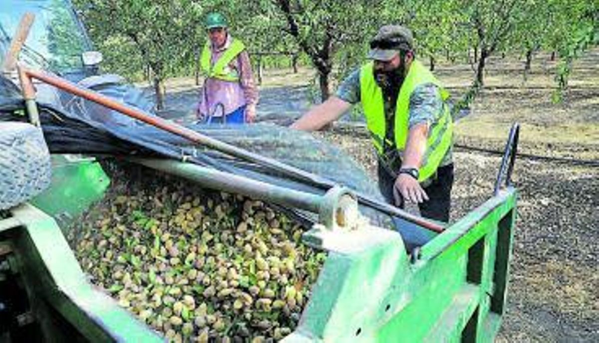 Jornaleros durante la recogida de almendras.