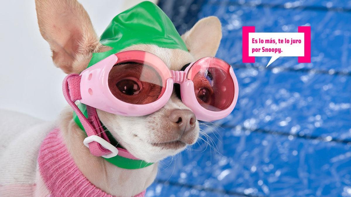 Tu perro será la sirena de la 'pisci' con este chaleco salvavidas