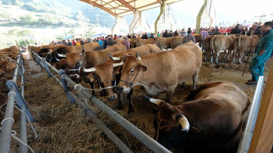 Un &quot;macrofestival&quot; de las vacas: el Concurso de Ganado &quot;Puerta de Asturies&quot;, en Lena, duplica las reses participantes