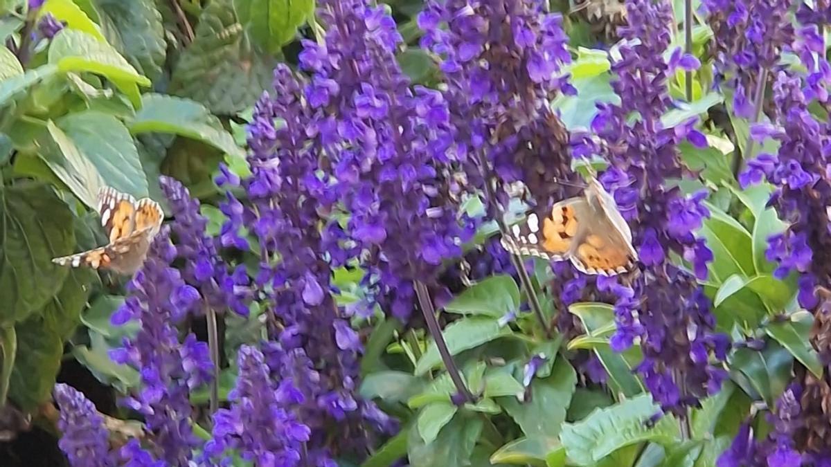 La eclosión de mariposas ha sorprendido a los participantes en la Trobada