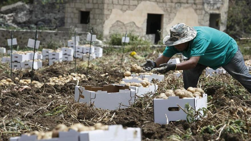 Narvay Quintero defiende las medidas impuestas a la importación de papas porque &quot;son mejores a que entre la plaga&quot;