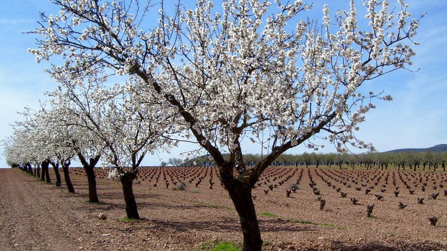 Almendro en España: el agua que deberían recibir para tener una producción óptima