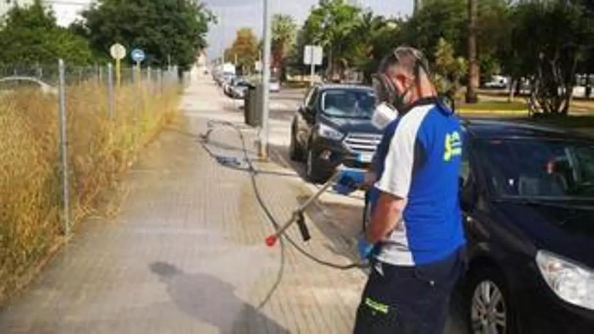 El calor y la lluvia reactivan la plaga de milpiés en Carcaixent cuatro años después
