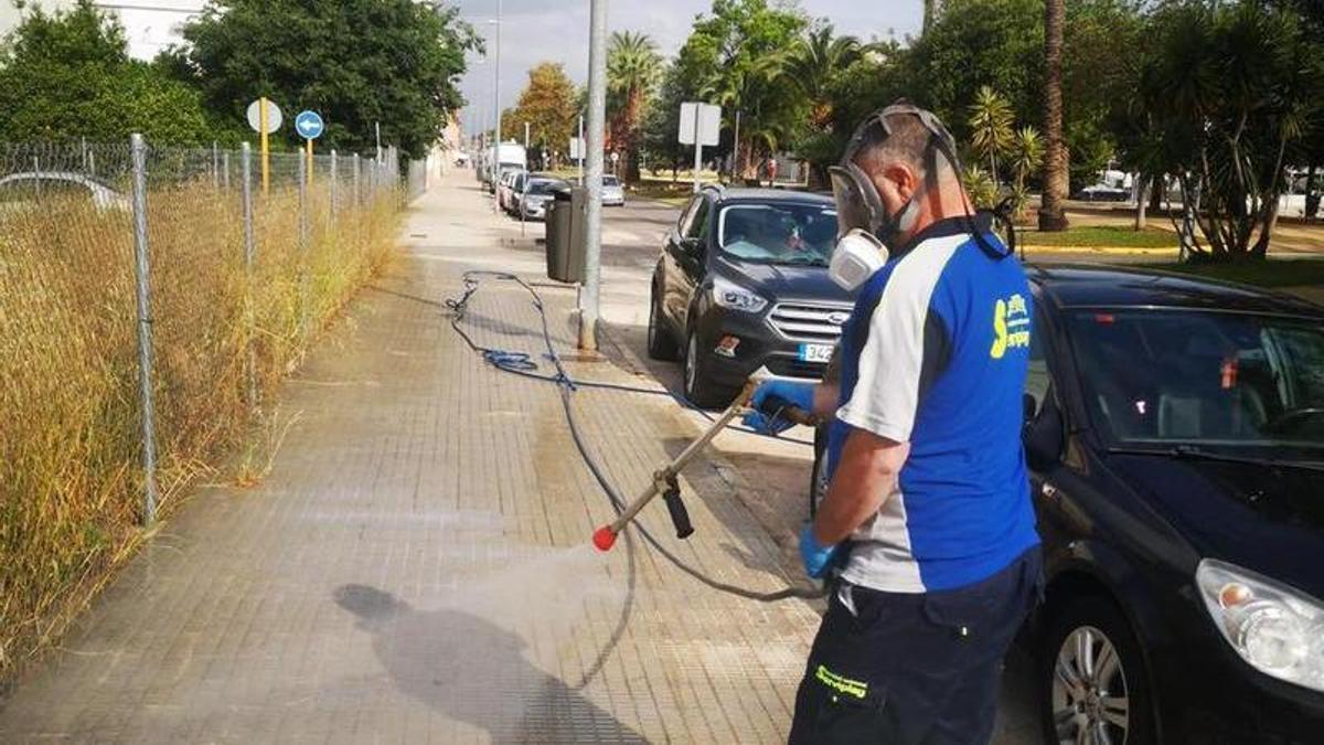 Trabajos de fumigación en 2020 ante la presencia de milpiés en Carcaixent.